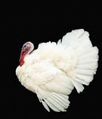 Poultry subsidiary